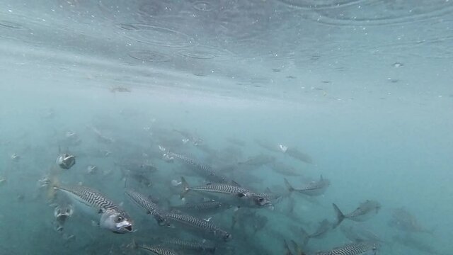 Slow motion shot of mackerel shoal swimming close by