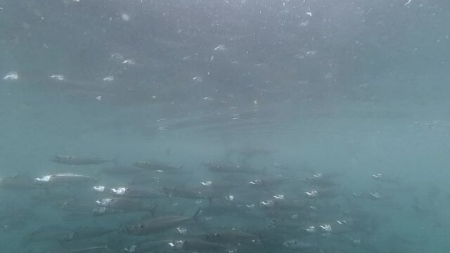 Large mackerel shoal swimming by in slow motion