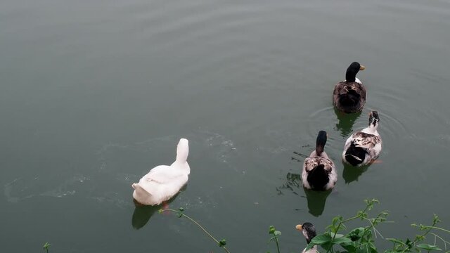 Group of male and female duck swimming on a pond with green water while looking for food