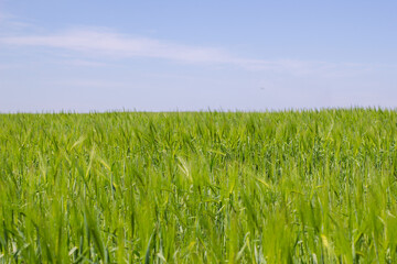 Green wheat field on a bright sunny day