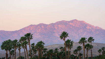 Palms and Mountain at Sunrise - Powered by Adobe