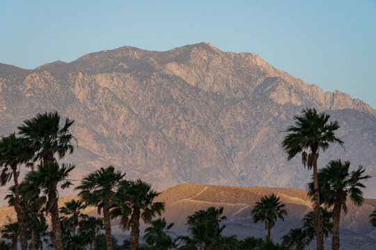 Palms and Mountain at Sunrise