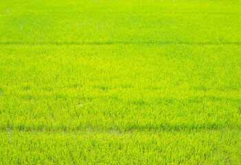 Obraz premium A growing group of green rice plants