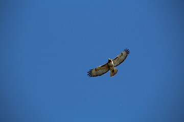 Hawk Gliding, Pylypow Wetlands, Edmonton, Alberta