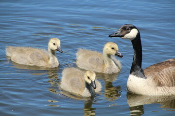 Spring Of The Goslings, Pylypow Wetlands, Edmonton, Alberta