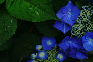 雨あがりの紫陽花