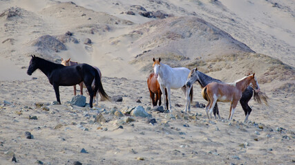 Caballos del desierto
