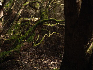Anaga rural park. Tenerife, Canary Islands 