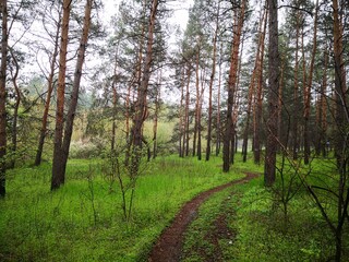 Fototapeta premium trees in the forest