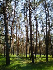 Obraz premium autumn in the forest