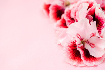 pink flowers on the pink background