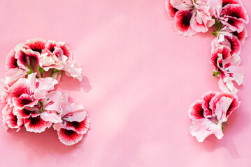 Naklejka na ściany i meble pink flowers on the pink background