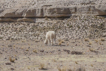 alpacas