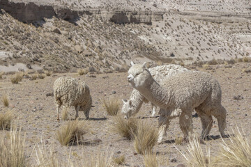 alpacas