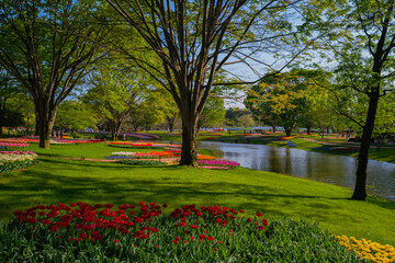 Plakat 春の昭和記念公園に咲く満開のチューリップ