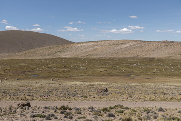 alpacas