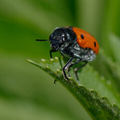 Leaf beetle (Lachnaia tristigma) on a leaf