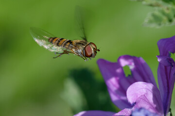 Marmalade hoverfly (Episyrphus balteatus) flying