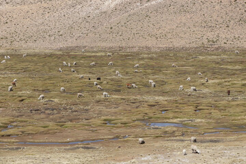 alpacas