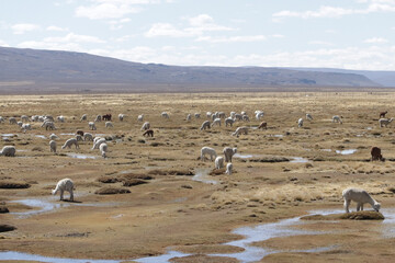 alpacas