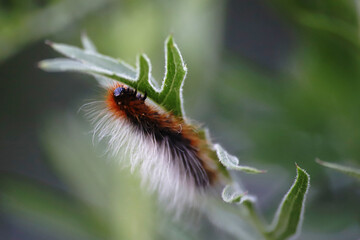  shaggy caterpillar on a leaf