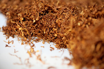 Rolling tobacco leaves close up background stock photography high quality big size print