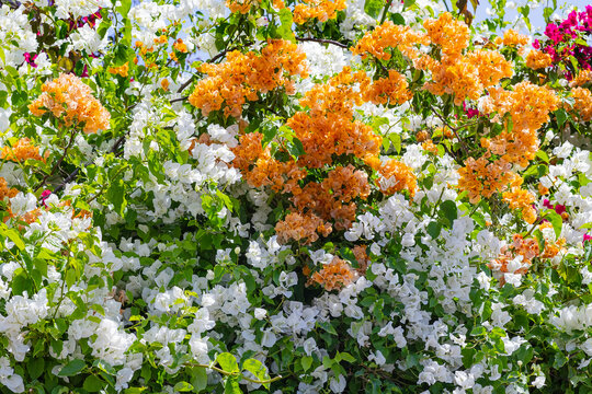 Floral background of multi colored Bougainvillea closeup. Selective focus