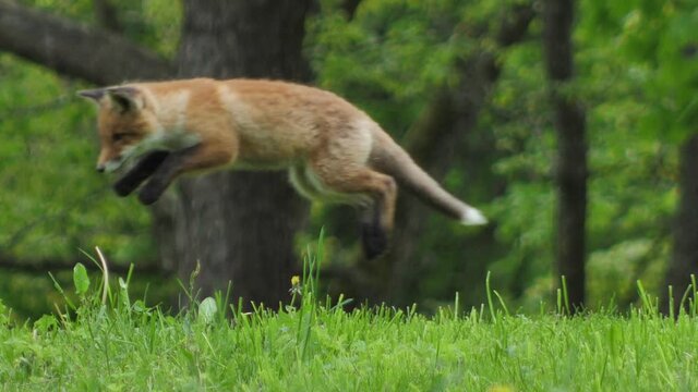 Young red fox in the wild. The cub sits next to its den. Cute red fox cub stands in the grass and looks at the camera. Red fox close up. Slow motion european fox.