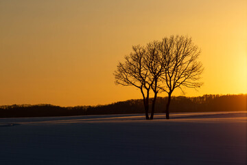 木，冬，雪景色，夕日