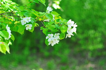 Beautiful spring flower wallpaper with bokeh effect, few white flower apple on blooming branch close up on blurred green background. Selective focus