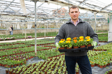 Portrait of man gardener with potted flowers calendula standing in greenhouse. High quality photo