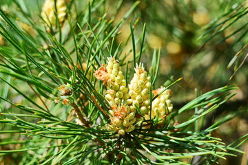 Flowering seeds and young cones of pine between the needles macro on green conifer blurred background with bokeh effect. Selective focus