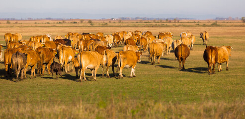 Herd of cows is grazing in the steppe of Hungary in Hortobagy outdoor.