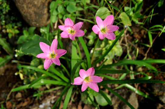 Zephyranthes minuta is a plant species very often referred to as Zephyranthes grandiflora