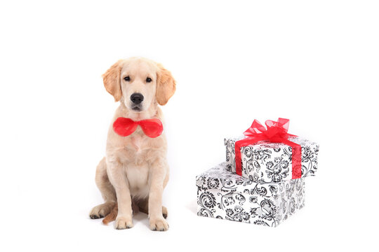 A cute funny puppy of Golden Retriever in red tie sits on an isolated white background witw presents and looks at the camera. High quality photo with Labrador and copy space