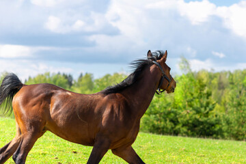 Beautiful brown horse galloping across the field against the blue sky.Purebred horse galloping across green summer ranch