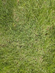 Green Grass Pattern