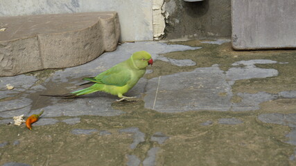 green and yellow parrot
