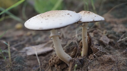 mushrooms in the forest