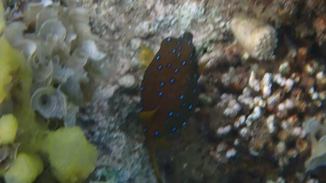 Boxfises belong to family Ostraciidae &ndash; Boxfishes and trunkfishes. Boxfishes are box shaped spotted fish, inhabit shallower parts of coral reefs. It is able to secrete poison from its skin