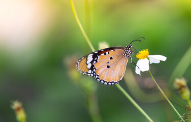 butterfly on a white flower blossom