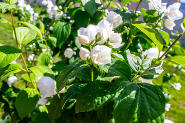 Stock Foto Flowers jasmine in summer in the garden