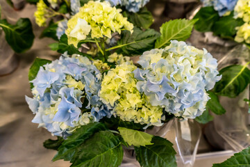 Beautiful flowers in a pot