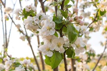 Apple tree in beautiful white-pink bloom, Selective focus