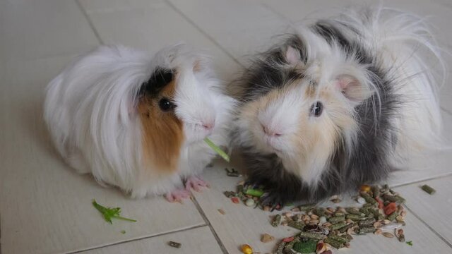 cute guinea pigs eat parsley