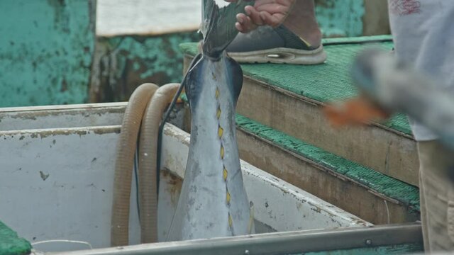 Large Bigeye Tuna being hoisted out of a Fishing Vessel