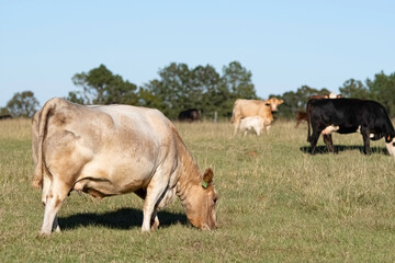 Obraz premium Simmental crossbred cow grazing with herd