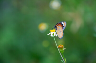 butterfly on a white flower blossom