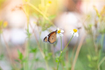 butterfly on a white flower blossom