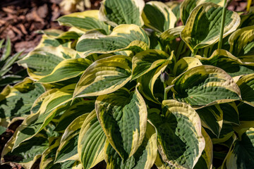 Beautiful plant host in the flowerbed in the garden